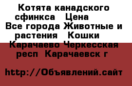 Котята канадского сфинкса › Цена ­ 15 - Все города Животные и растения » Кошки   . Карачаево-Черкесская респ.,Карачаевск г.